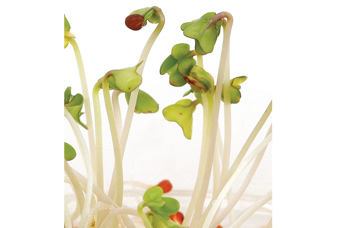 Mustard, Oriental – Organic Sprouting Seeds